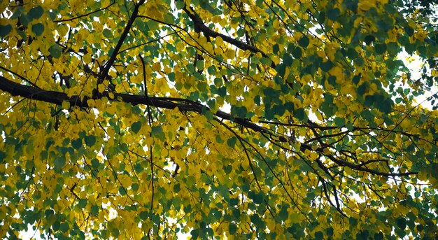 ramas de los árboles con hojas de colores en otoño