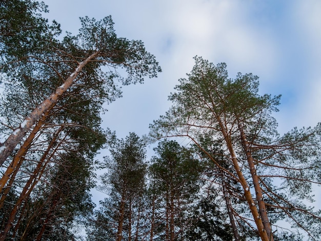 Ramas de los árboles y hojas contra el cielo azul