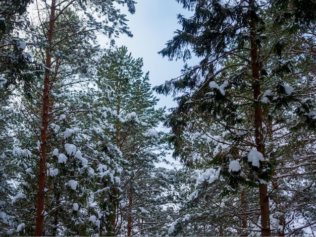 Ramas de los árboles y hojas contra el cielo azul