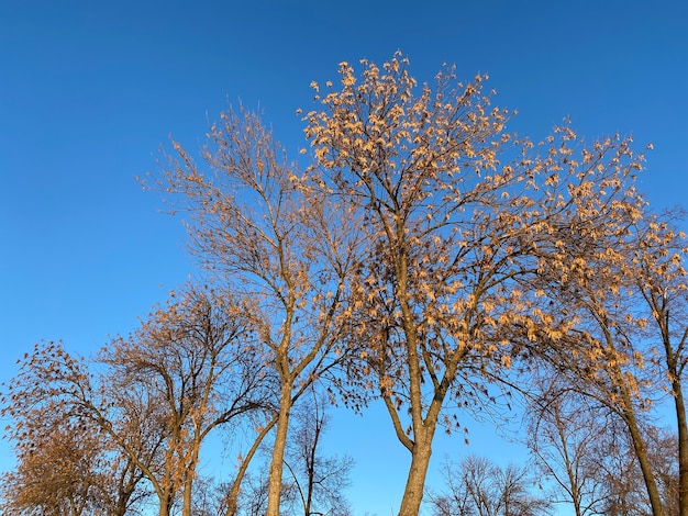 Ramas de árboles con hojas secas contra el cielo azul en un día claro. Orientación horizontal