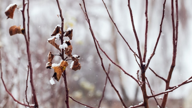 Ramas de los árboles con hojas secas en invierno en el jardín