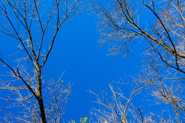 Ramas de árboles sin hojas sobre fondo azul. Árbol de la estación seca sin hojas.