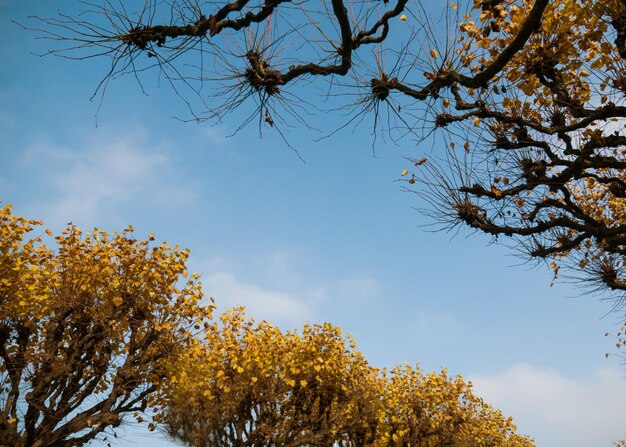 Ramas de árboles sin hojas sobre un fondo de cielo azul