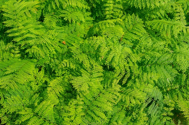 Las ramas de los árboles y las hojas son verdes sobre un fondo blanco.