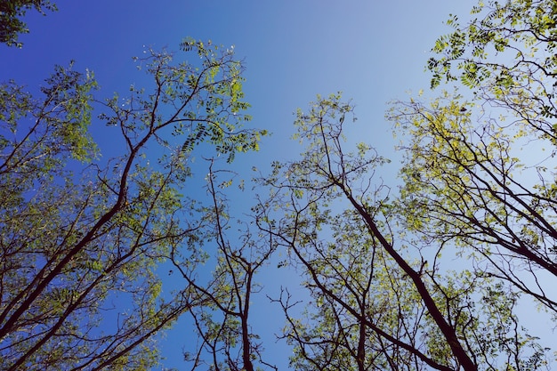 ramas de los árboles con hojas verdes y cielo azul en la temporada de otoño