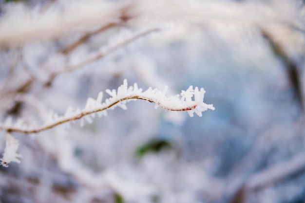 Ramas de los árboles en invierno Cubierto de escarcha y nieve La belleza está en la naturaleza El bosque en diciembre Fondo o textura