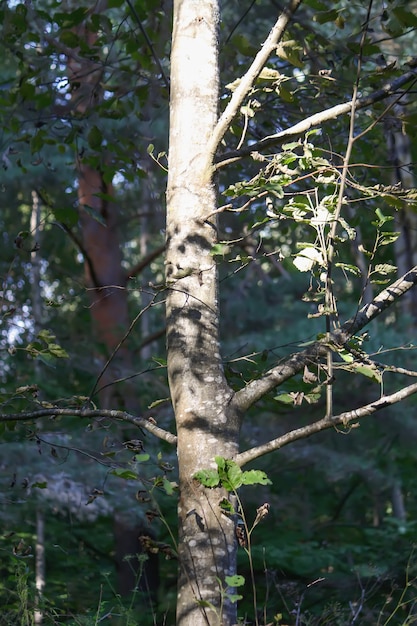 Ramas de los árboles a la luz del sol en el bosque de verano. Luz y sombras. Detalles de la naturaleza de verano.