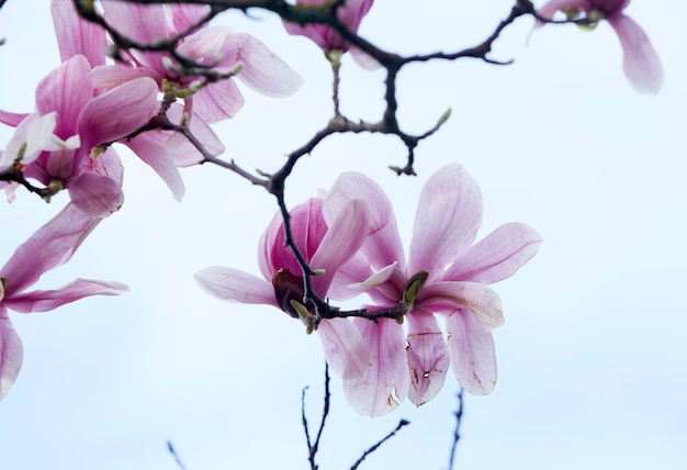 Ramas de los árboles de magnolia con flores