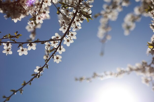 Las ramas de los árboles de manzana se cierran directamente frente al sol sobre un fondo de cielo azul