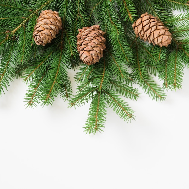 Ramas de los árboles de Navidad con conos sobre fondo blanco.