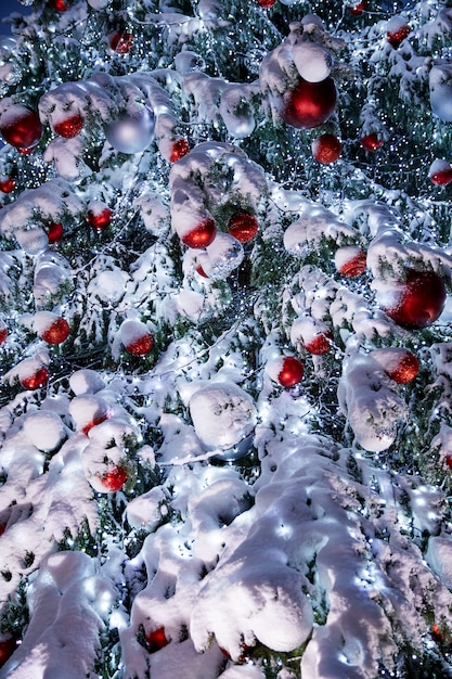 Ramas de los árboles de Navidad en la nieve