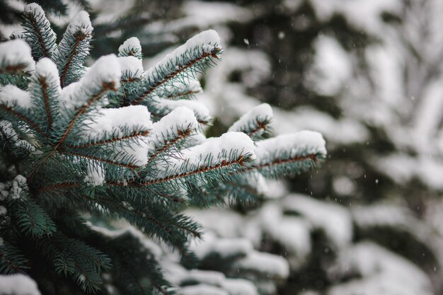 Ramas de los árboles de Navidad salpicadas de nieve en invierno