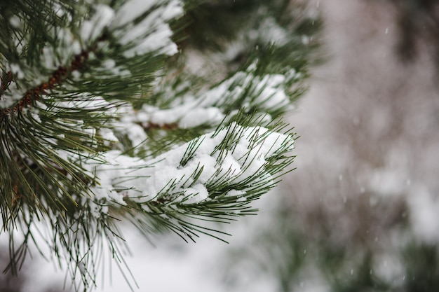 Ramas de los árboles de Navidad salpicadas de nieve en invierno