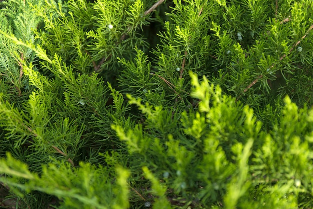 Ramas de los árboles de Navidad verde