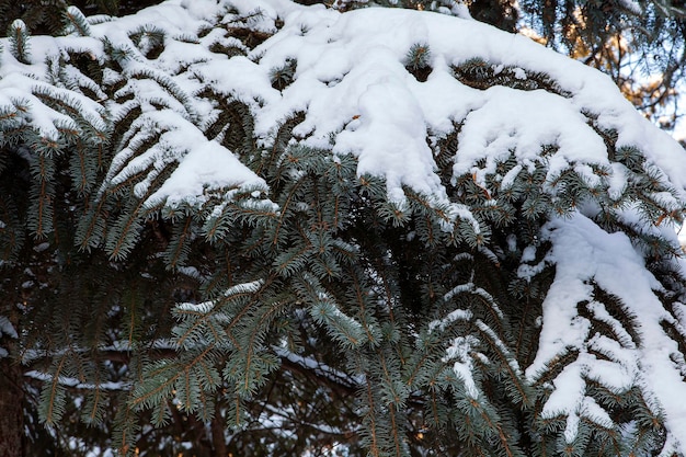 Ramas de los árboles en la nieve como fondo