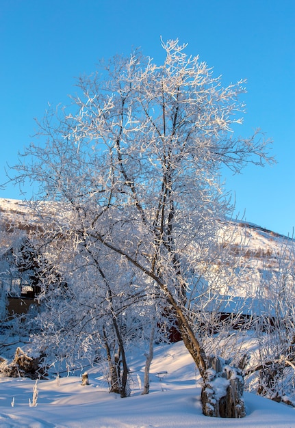 Ramas de árboles en la nieve contra el cielo azul