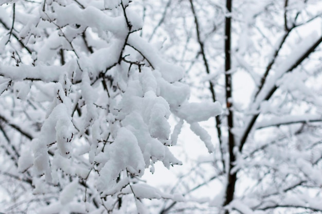 Ramas de los árboles en la nieve en invierno contra el fondo del serogoneb Nevadas en invierno frío