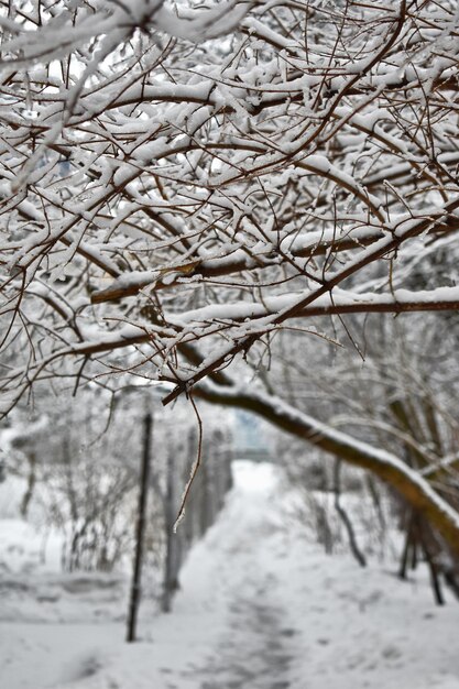 Ramas de los árboles en la nieve en invierno en el parque