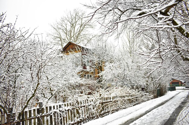 Ramas de los árboles en la nieve en invierno en el parque