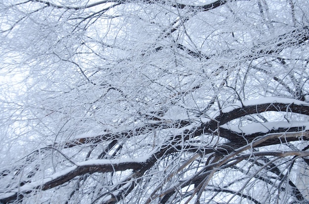 Ramas de los árboles en la nieve en invierno