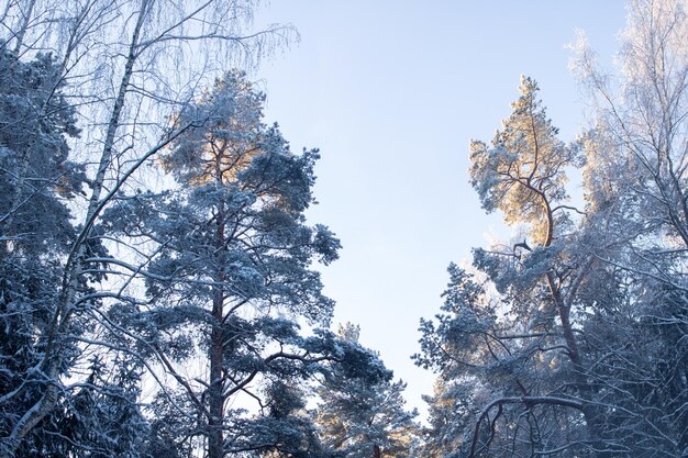 Ramas de los árboles en la nieve a la luz del sol