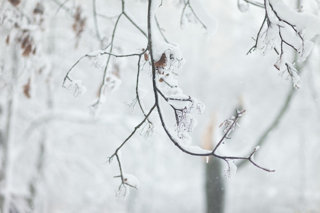 Ramas de los árboles en la nieve Tiempo de invierno