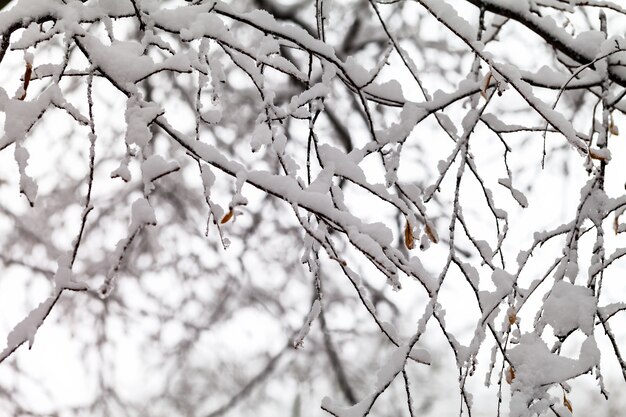 Ramas de árboles en la nieve.