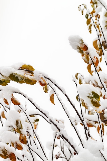 Ramas de árboles en la nieve.