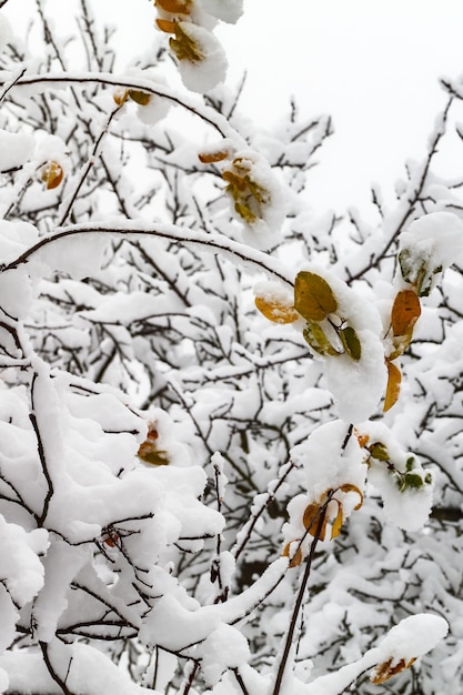 Ramas de árboles en la nieve.