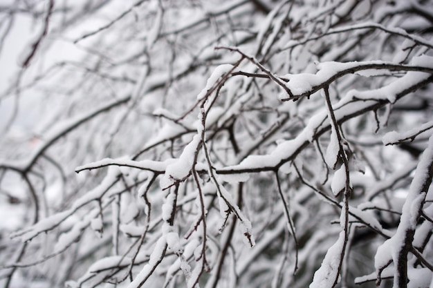 Foto ramas de árboles en la nieve