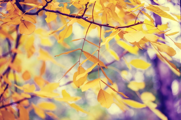 Ramas de los árboles de nogal con hojas amarillas en el bosque de otoño