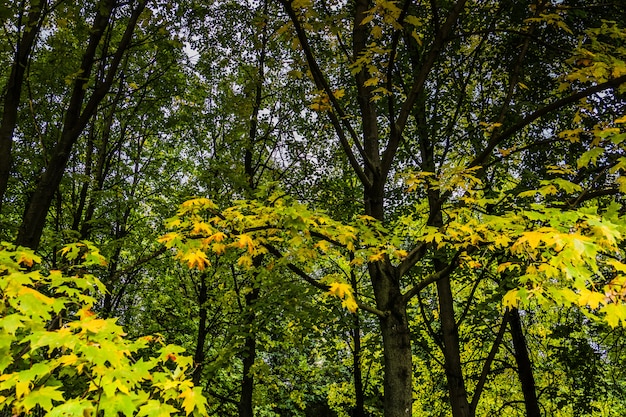 Ramas de los árboles en el parque otoño