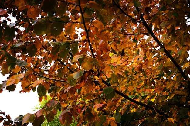 Ramas de los árboles en el parque otoño