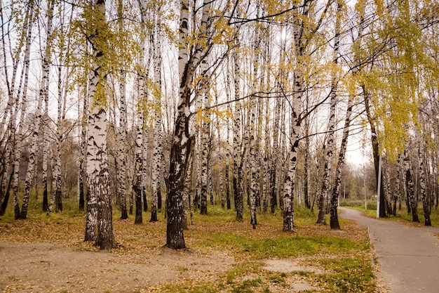 Ramas de los árboles en el parque otoño