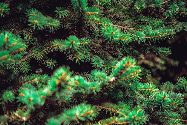 Las ramas de los árboles de pino cierran el fondo de Navidad