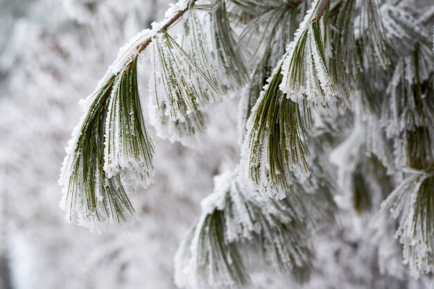 Las ramas de los árboles de pino cubierto de nieve cerrar las ramas de pino con nieve