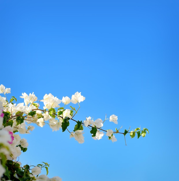 Ramas de los árboles de primavera florecientes con flores blancas sobre fondo de naturaleza de borde abstracto de cielo azul