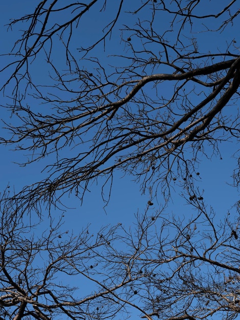 Ramas de los árboles quemados y fondo de cielo azul