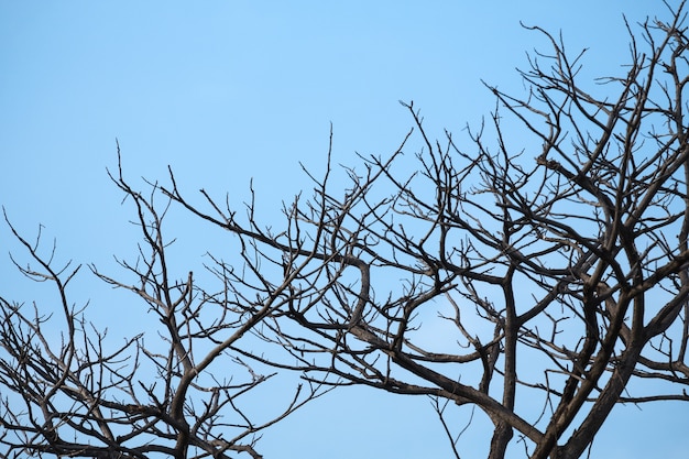 Las ramas de los árboles secos con fondo de cielo azul