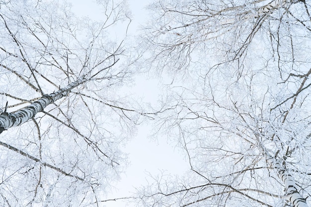 ramas de árboles en un soleado día de invierno, cubiertas con una gruesa capa de nieve