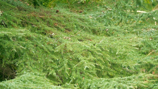 Ramas de árboles suaves agujas de abeto con diferentes tonos de ramas delicadas todavía