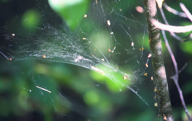 Ramas de los árboles con telaraña a la luz del sol en el bosque de verano. Luz y sombras. Detalles de la naturaleza de verano.