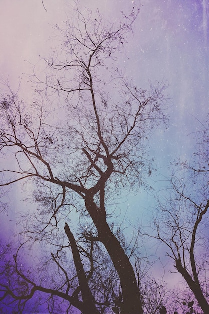 Foto ramas de árboles en la temporada de invierno