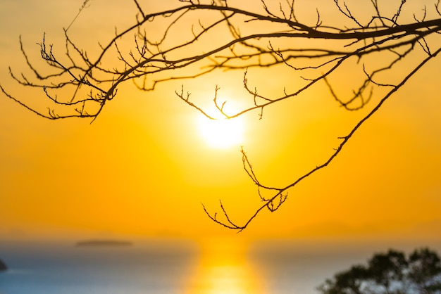 Ramas de los árboles a través del sol del atardecer