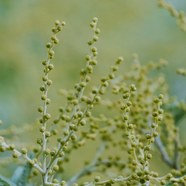 Ramas de los árboles verdes abstractos en la naturaleza