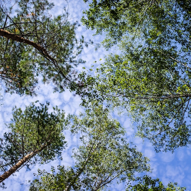 Ramas de los árboles verdes en la parte superior contra el cielo azul, fondo abstracto