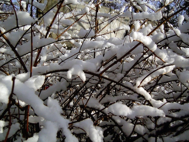 Ramas de arbustos cubiertas con una gruesa capa de nieve en el primer plano del bosque en todo el marco