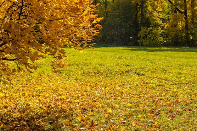 Ramas de arce amarillo en el prado del parque natural otoñal en un día soleado