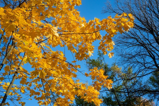 Ramas de arce con follaje amarillo brillante