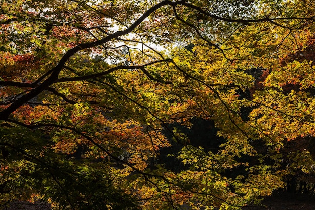 Ramas asombrosas llenas de hojas coloridas iluminadas por la luz del sol en la temporada de otoño.